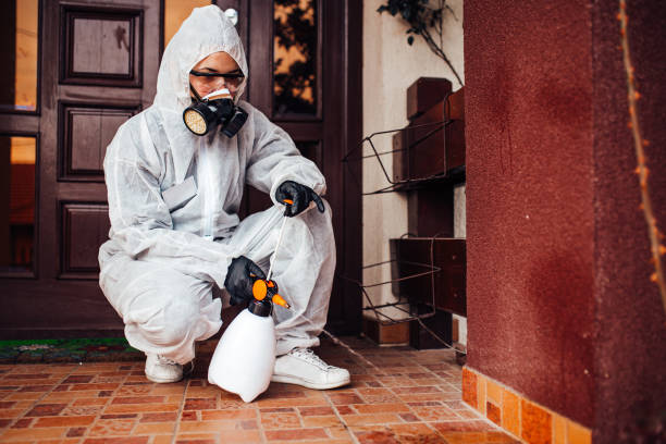 Attic and Crawl Space Rodent Treatment in White Sulphur Springs
